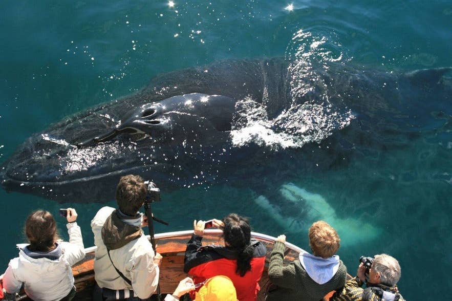 Balena che emerge accanto a una barca durante un tour di whale watching in Islanda, mentre i passeggeri fotografano l’incontro ravvicinato.