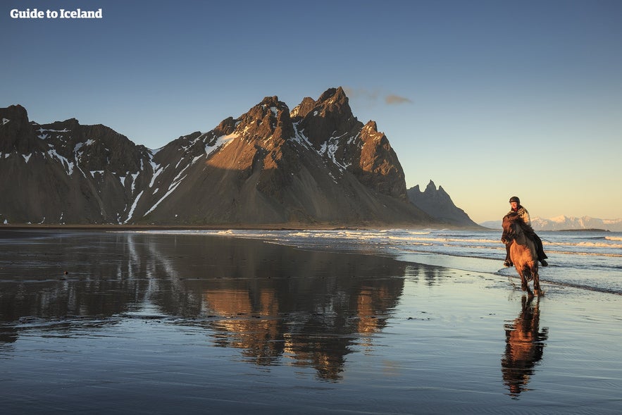 Person riding an Icelandic horse along a black sand beach, with dramatic mountains reflected in the wet shoreline at sunset.