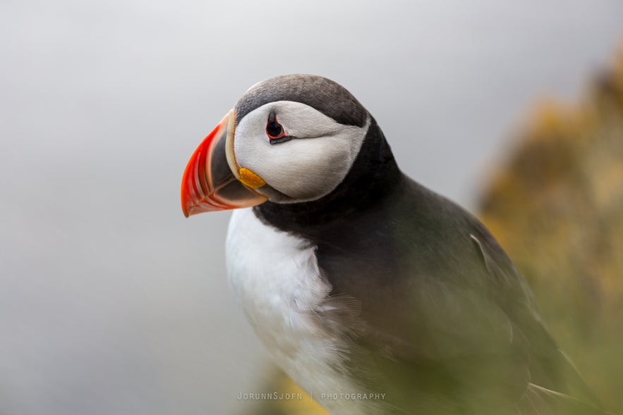 Puffin birds in Iceland