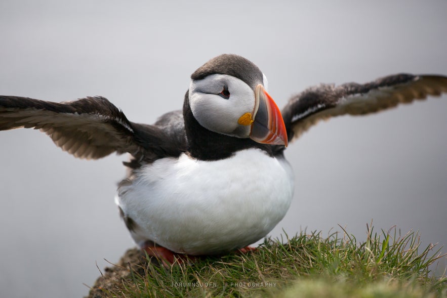 puffin bird in Iceland