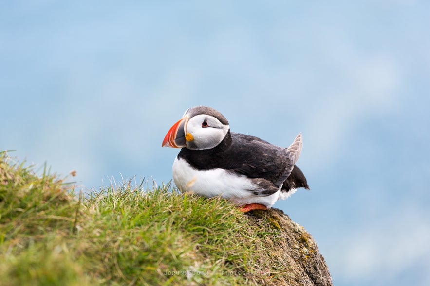 puffins bird in Iceland