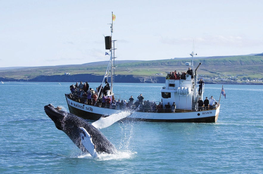 Une baleine à bosse en train de surgir des eaux.