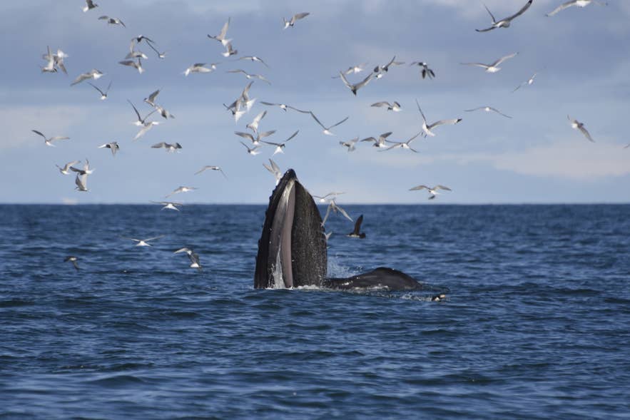 餌を食べるザトウクジラ