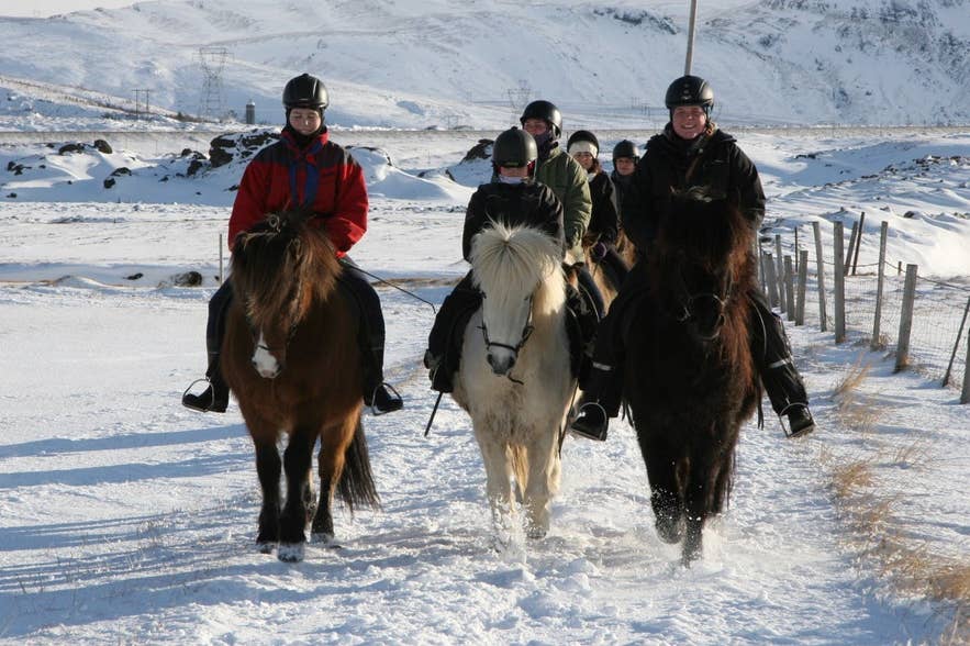 雪の中を進むアイスランド馬の乗馬体験