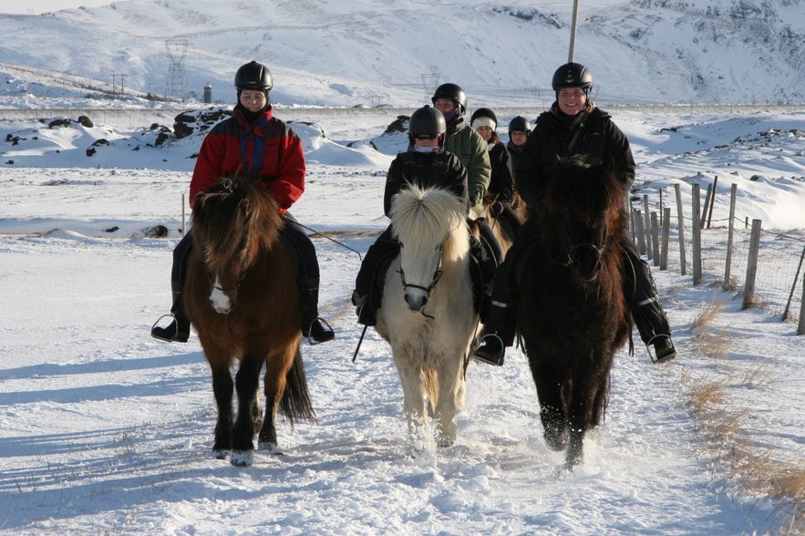 Ausritt auf Islandpferden durch den Schnee