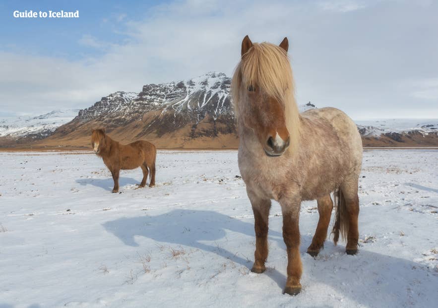 IJslandse paarden op een besneeuwd veld in de winter, met ruige bergen op de achtergrond onder een bleke lucht.