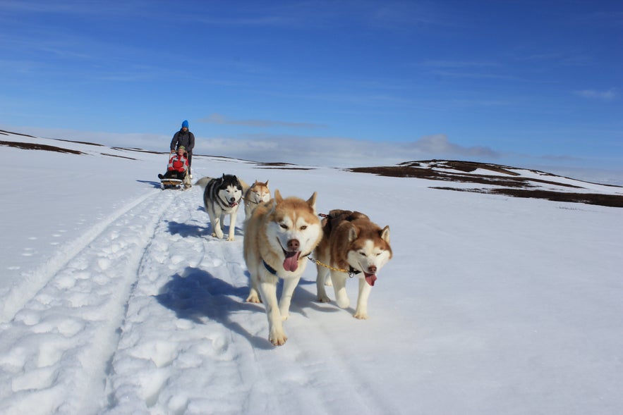 冰岛雪橇犬