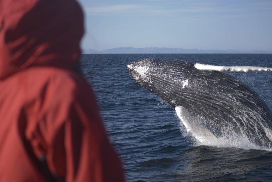 アイスランド近海には20種類以上のクジラやイルカが生息している