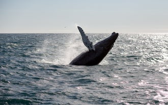 An enormous amount of energy is required for a giant humpback to throw itself clear of the ocean surface.