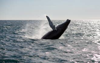 Olbrzymi humbak potrzebuje ogromnej ilości energii, aby oderwać się od powierzchni oceanu.