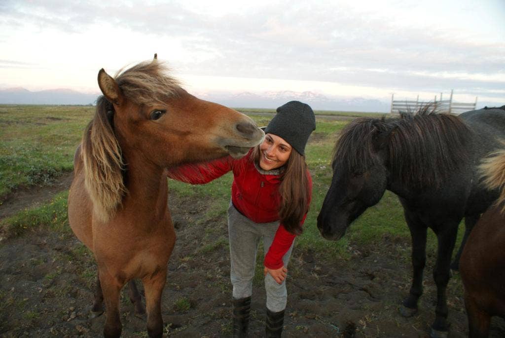 Husey Hostel & Horse Farm | Best Price 2026 | Guide to Iceland