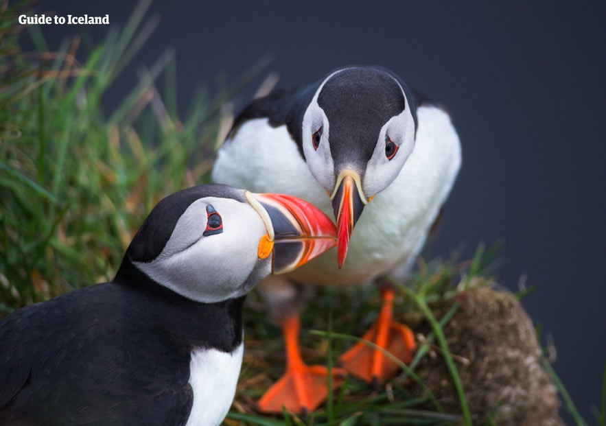 L'Islanda ad aprile: cose da fare, tempo e aurore boreali