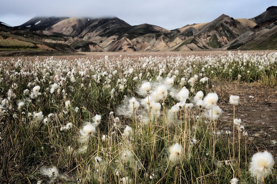 Dzień w Landmannalaugar