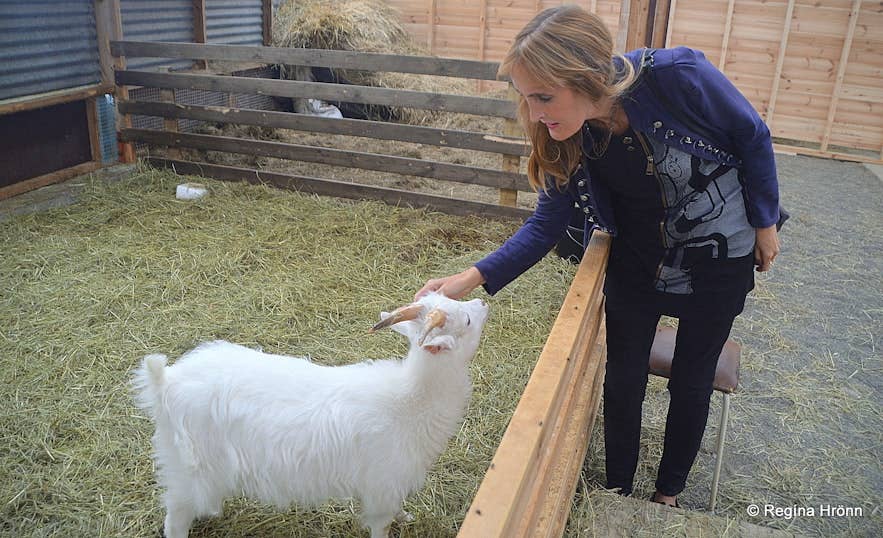 Visitor petting a goat at a family-friendly animal farm in Iceland Visitor petting a goat at a family-friendly animal farm in Iceland