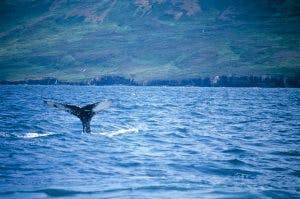 whale watching iceland