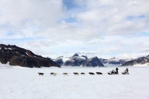 dog sledding iceland