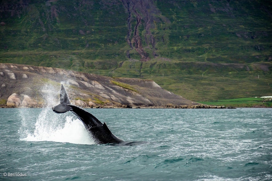 A Humpback tail slapping in a verdant fjord