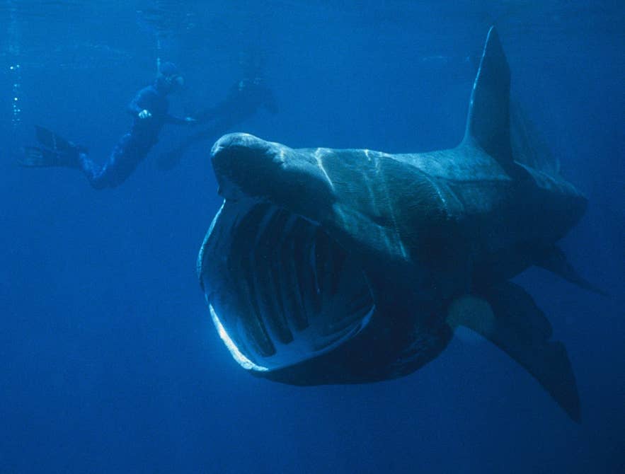 Un requin pèlerin nage près de plongeurs, la gueule ouverte filtrant le plancton dans l’eau bleue profonde.