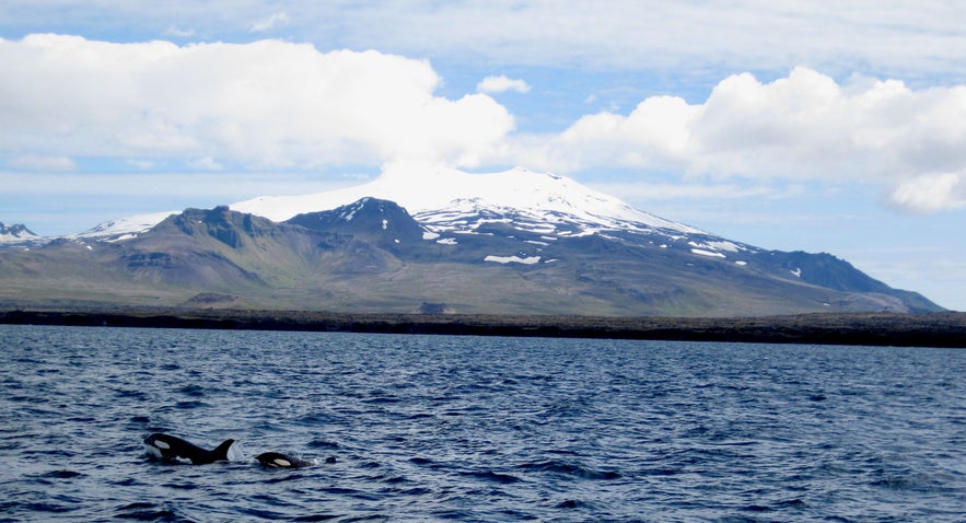 Orcas in front of Snæfellsjökull Glacier