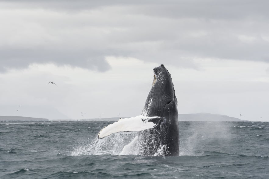 A might Humpback breaching