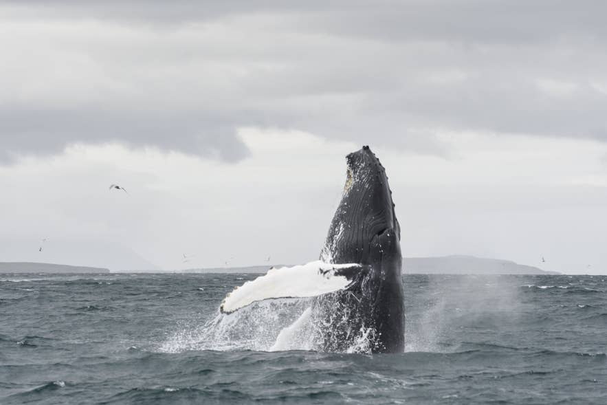 Une baleine à bosse jaillit des flots agités de l’hiver islandais sous un ciel gris.