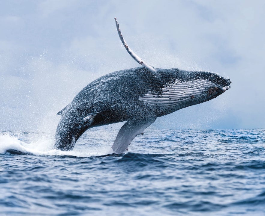 whale breach in Iceland.