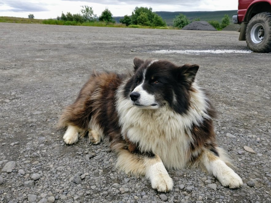 デイルダルトゥングクヴェルで放し飼いになっていた犬