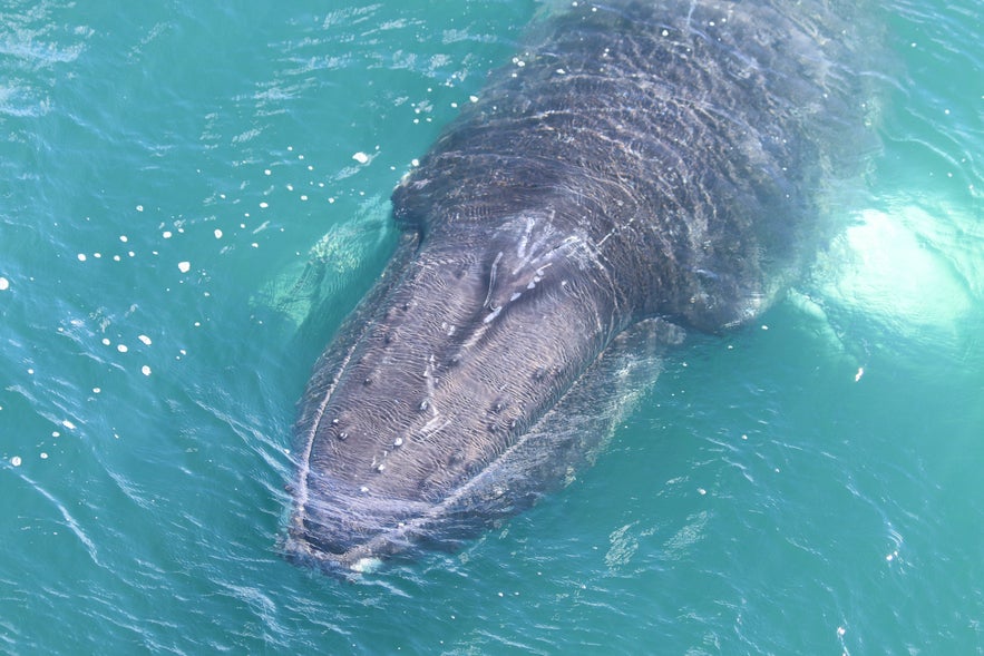 Une baleine à bosse vue de près