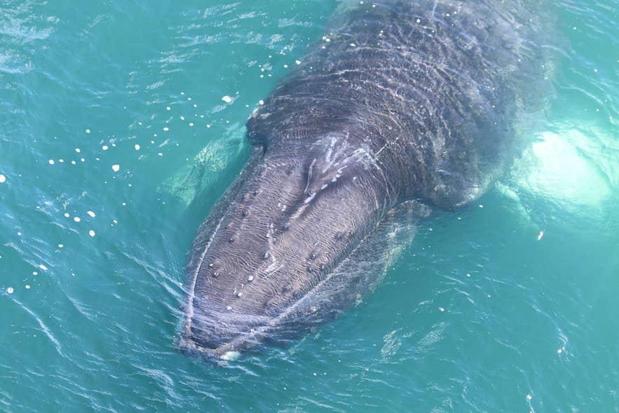 Vue rapprochée d’une baleine émergeant dans des eaux turquoise lors d’une sortie dans le nord de l’Islande.