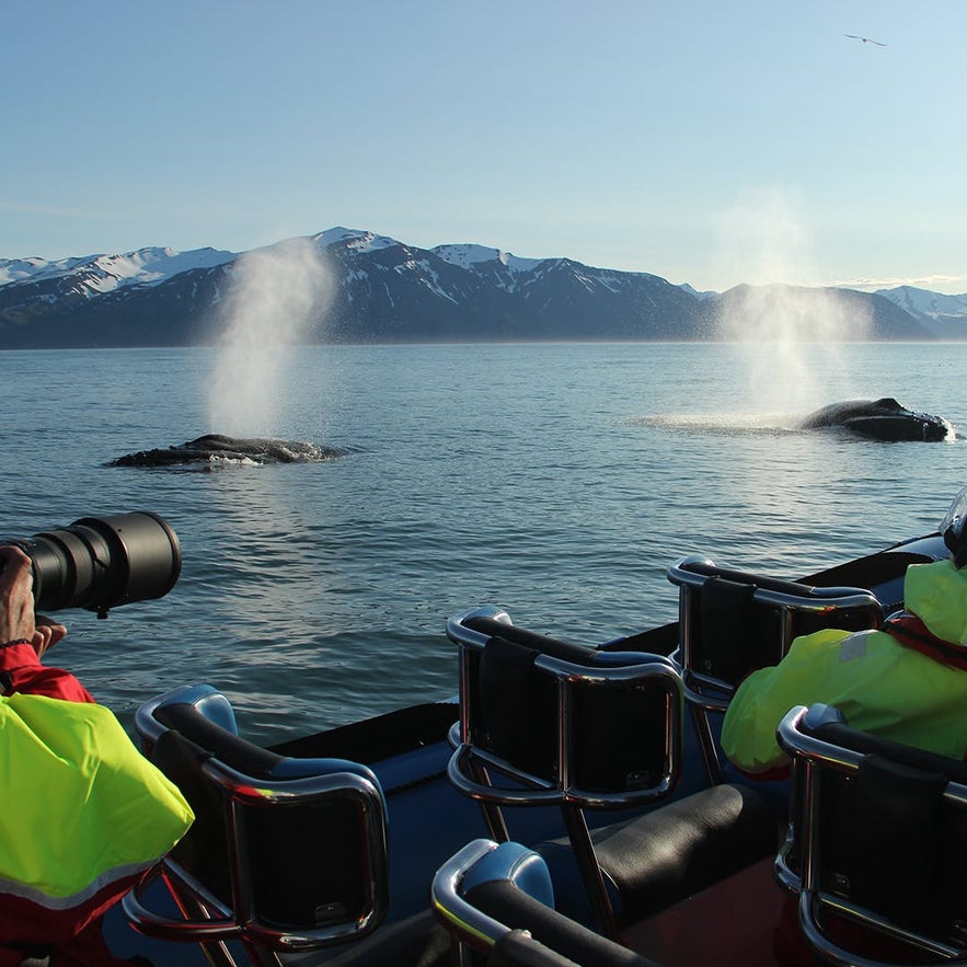 Den bedste guide til hvalsafari på Island