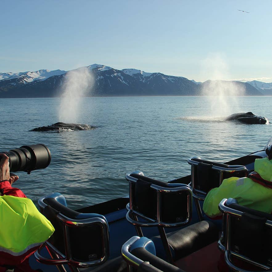 Des passagers photographient deux baleines soufflant à la surface, sur fond de montagnes enneigées dans le nord de l’Islande.