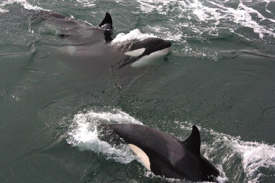 Orcas are sociable animals and are rarely seen alone