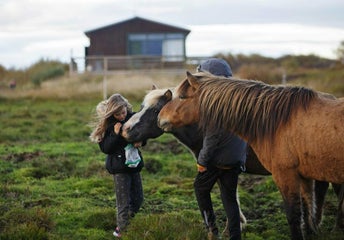 Best Farms You Can Visit in Iceland