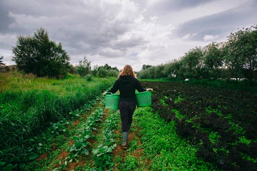 Farmer harvesting fresh vegetables in an organic farm field in rural Iceland Farmer harvesting fresh vegetables in an organic farm field in rural Iceland