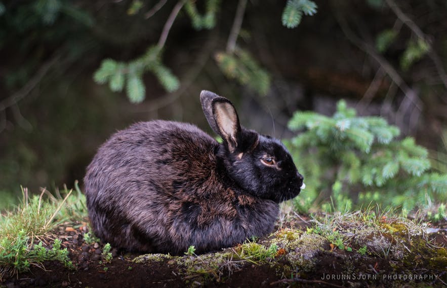 Ein halbwildes Kaninchen in Elliðaárdalur