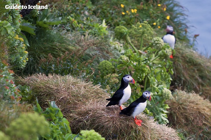 A pair of puffins are with each other for life