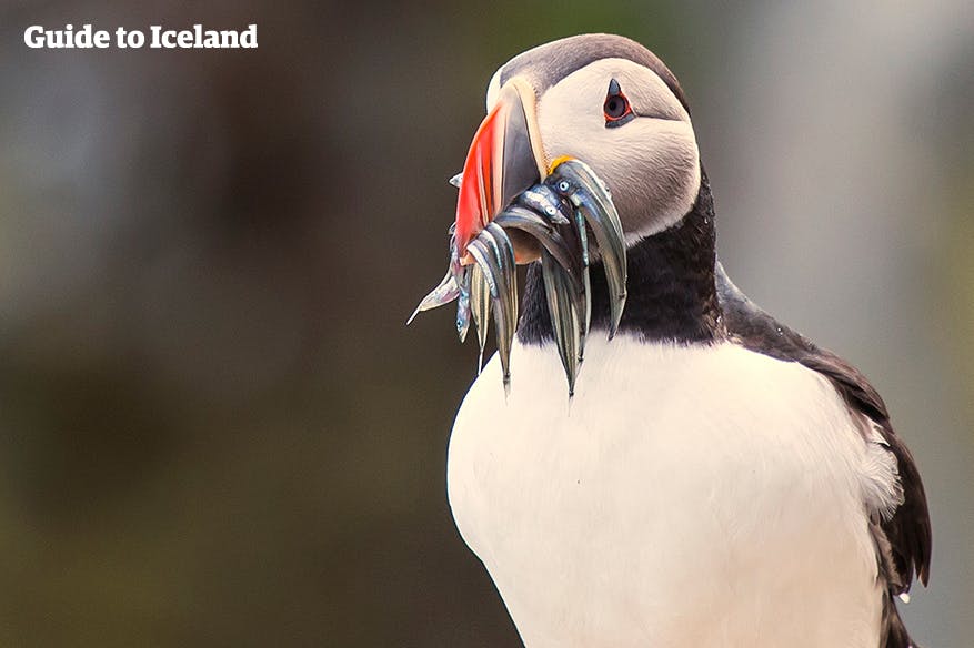 A puffin in Iceland has a bunch of fish in its beak.