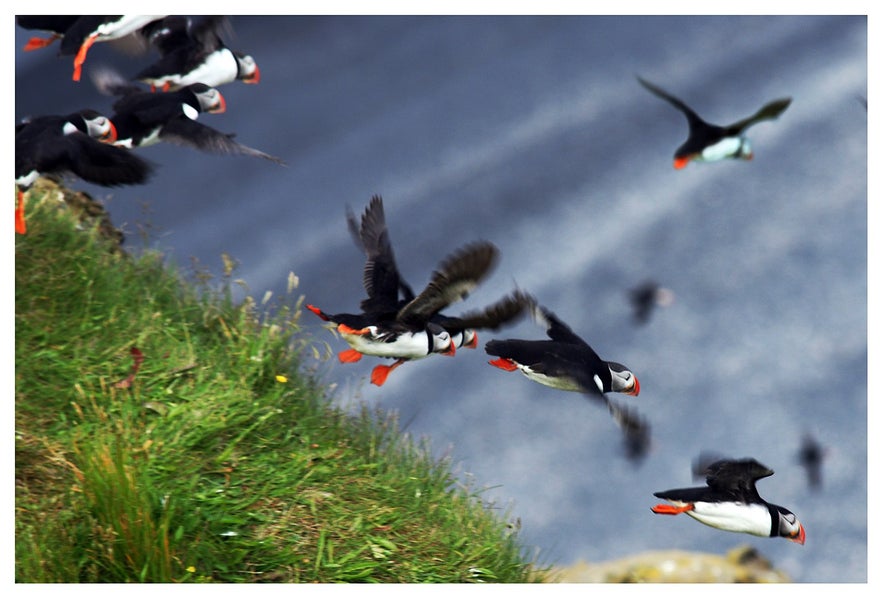 Puffins take off at once if they see another fleeing something