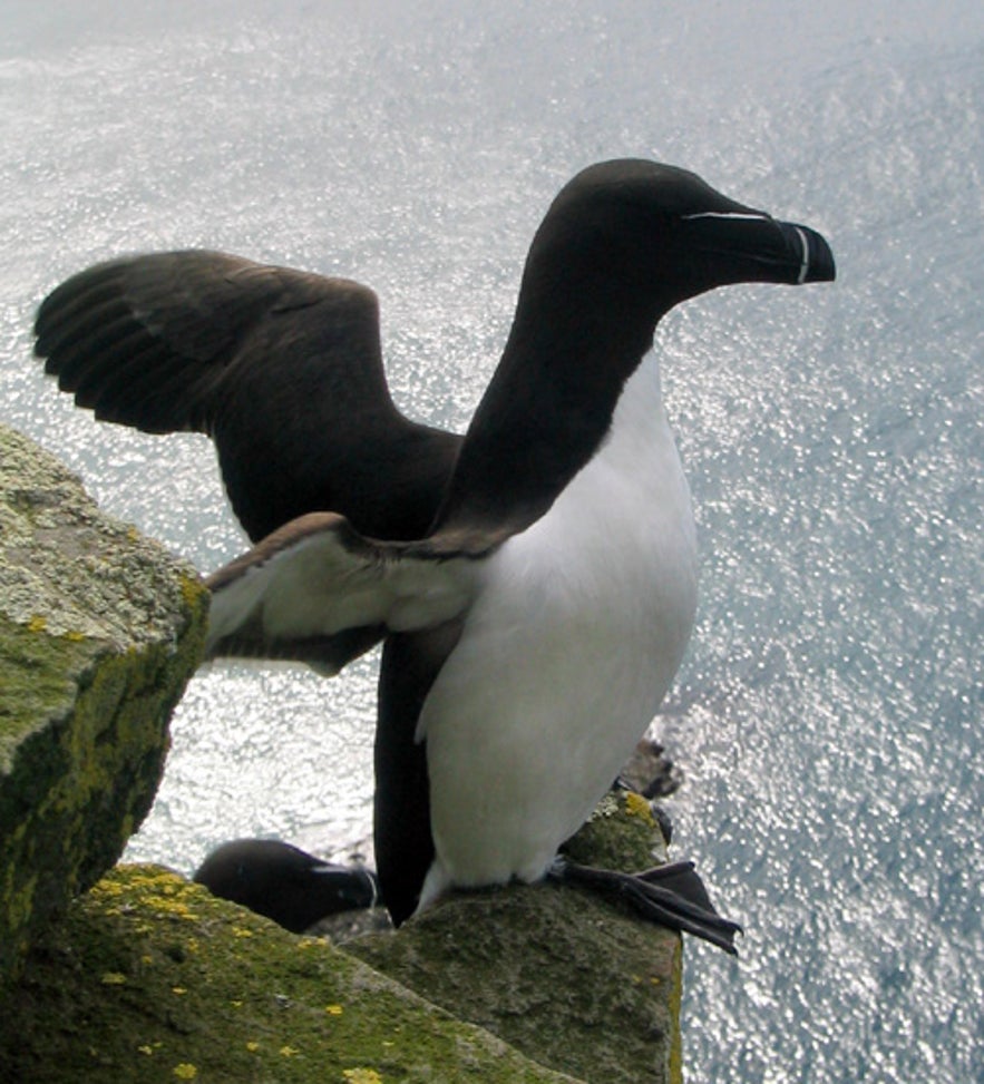 Razorbills, cousins of puffins, can also be found in abundance here