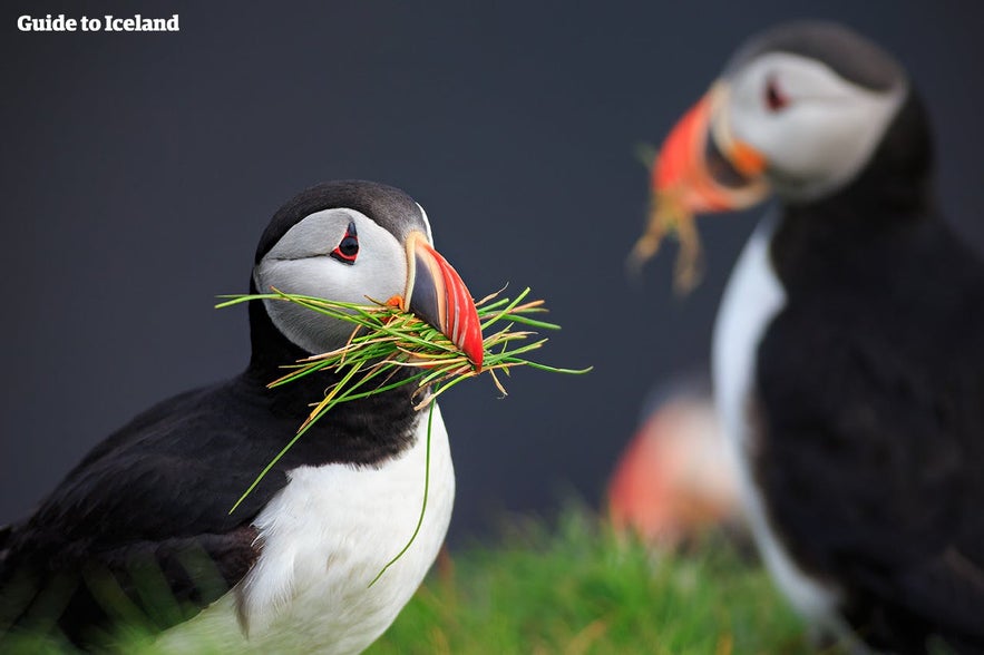 Puffins can often be seen decorating their nests, even if their chick has fledged and left