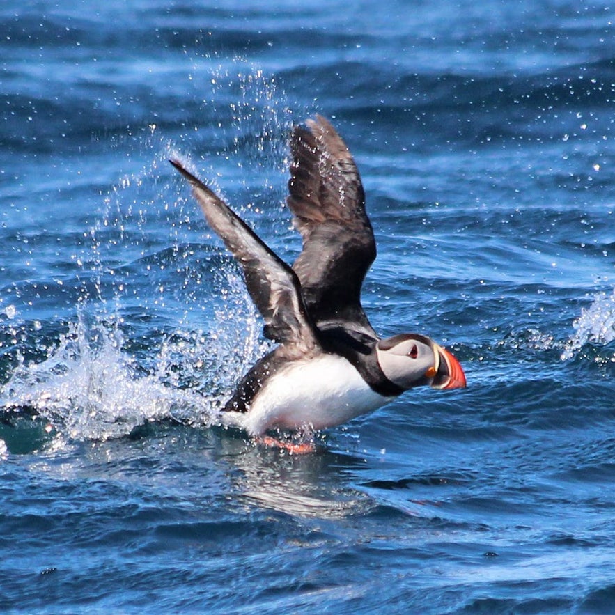 A puffin taking off in flight over the ocean