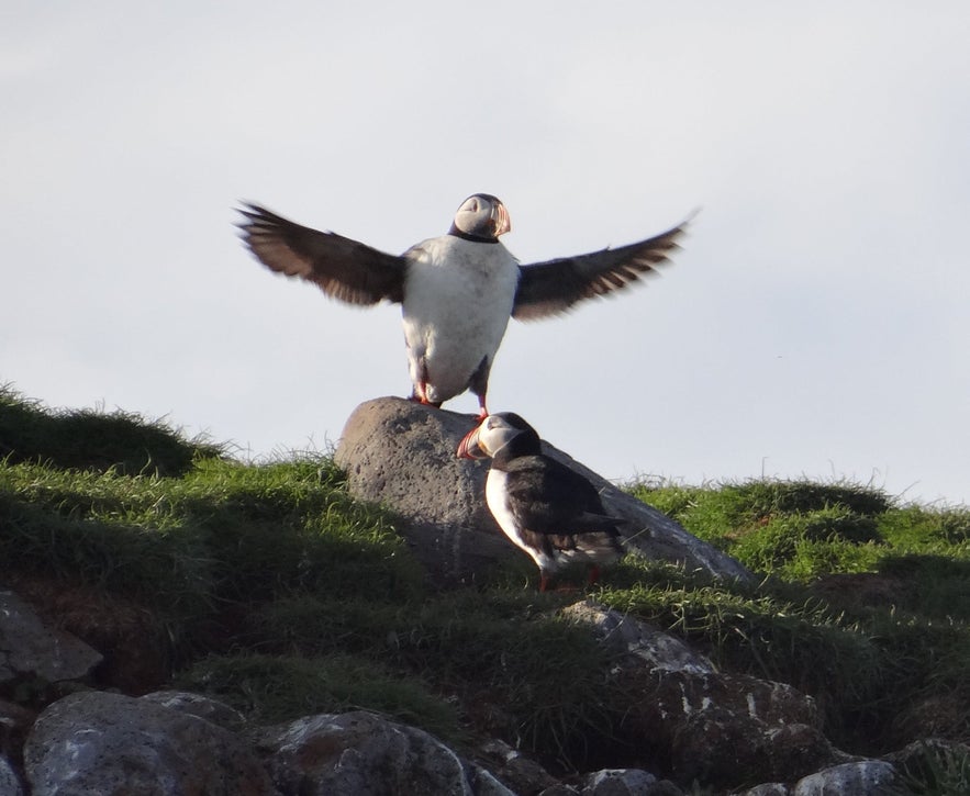 A pair of puffins in Breiðafjörður