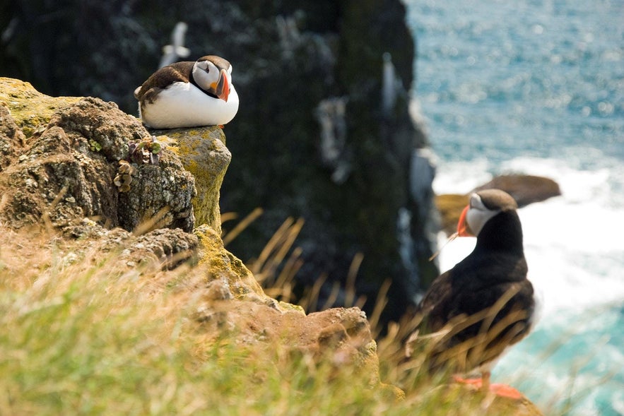 Puffins on Heimaey