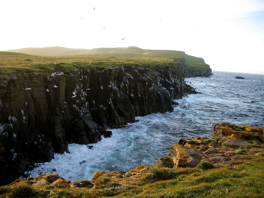 A sky full of seabirds. Photo from Wikimedia, Creative Commons, by MosheA. No edits made.