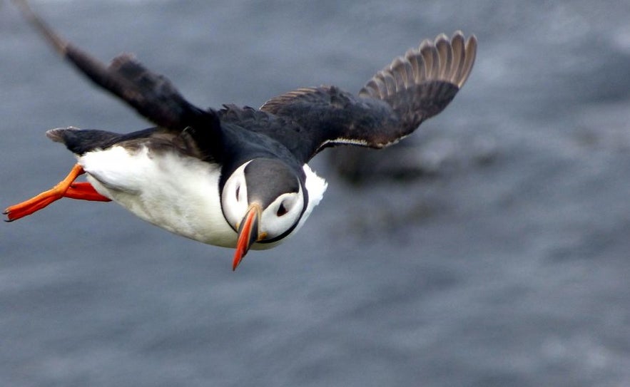 A puffin in flight