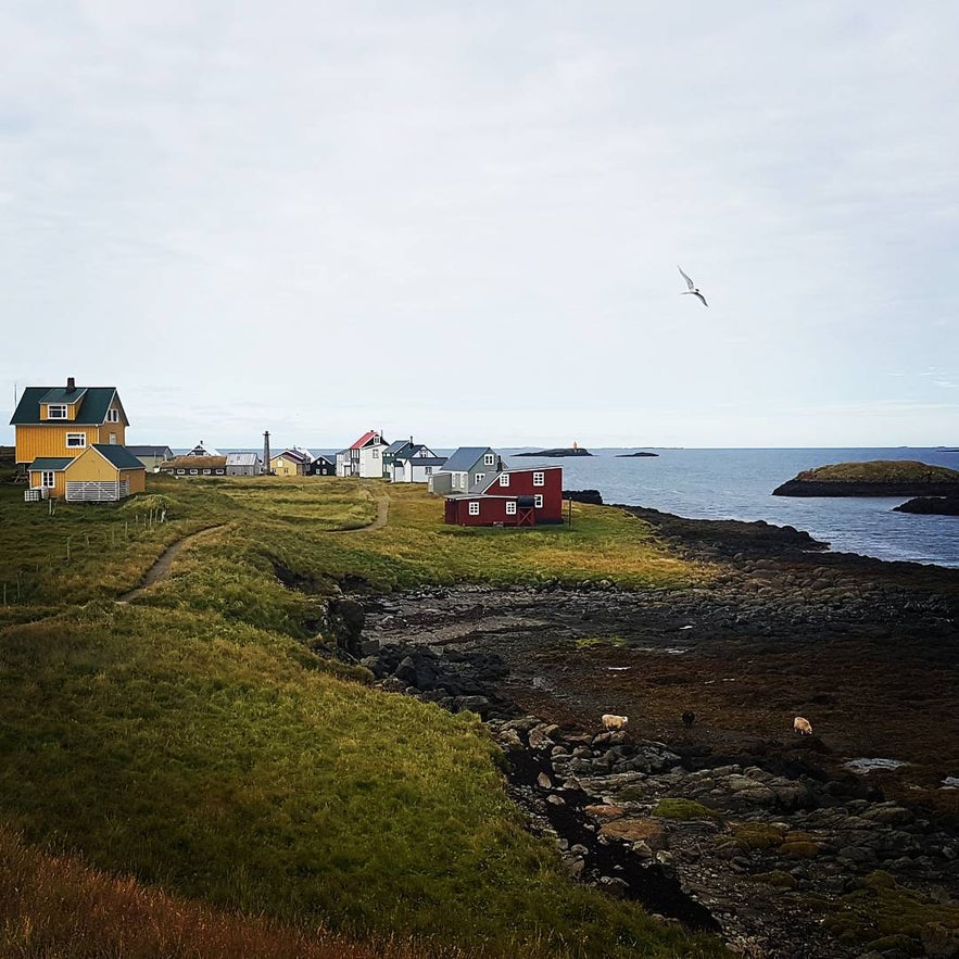 Houses at Flatey island