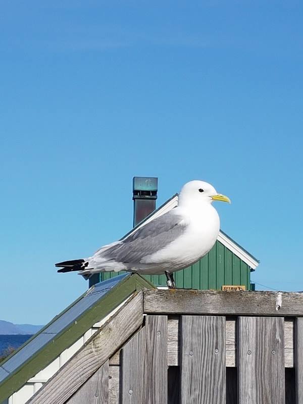 An Icelandic Gull