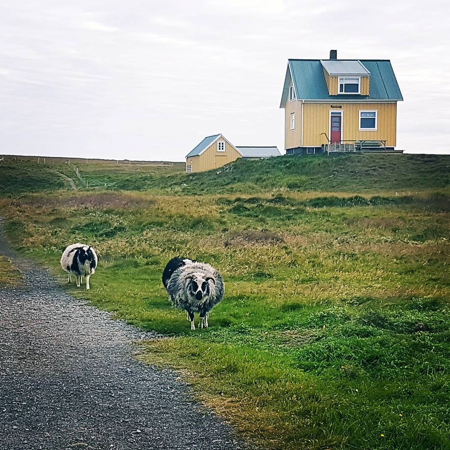 Sheep roaming around in Flatey