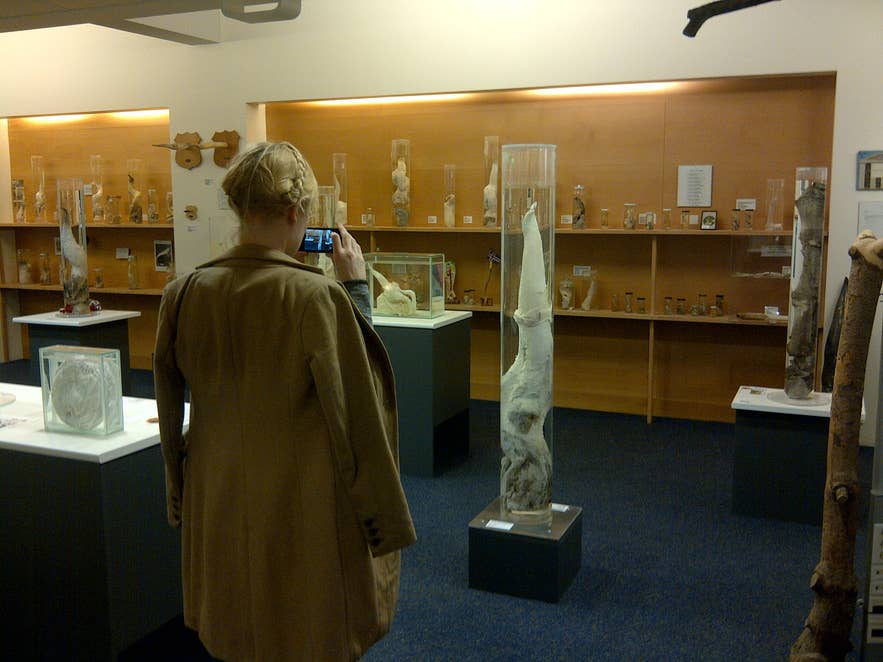 The Icelandic Phallological Museum is one of Iceland's most unique and interesting cultural exhibits.