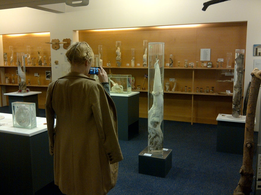 The Icelandic Phallological Museum is one of Iceland's most unique and interesting cultural exhibits.